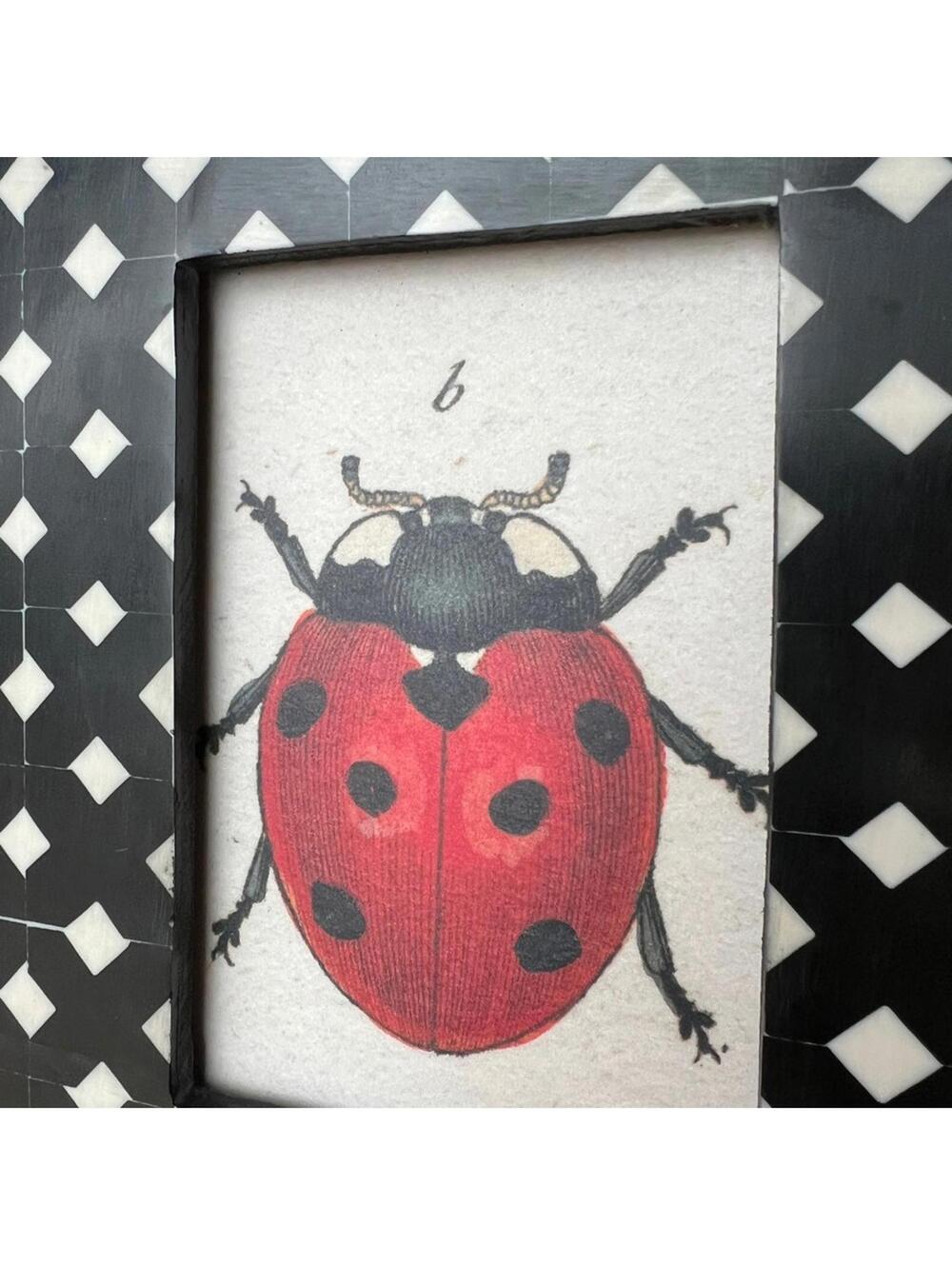 JOHN DERIAN Ladybug Framed Art Print Shell Lattice Geo Modern Folk Craft Style